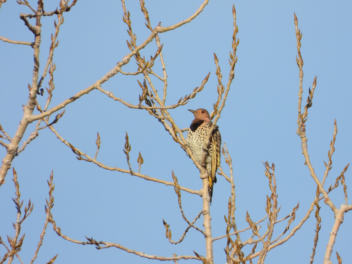 Northern Flicker - ML647179782