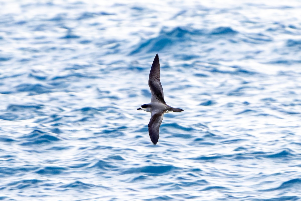 Barau's Petrel - ML647179786