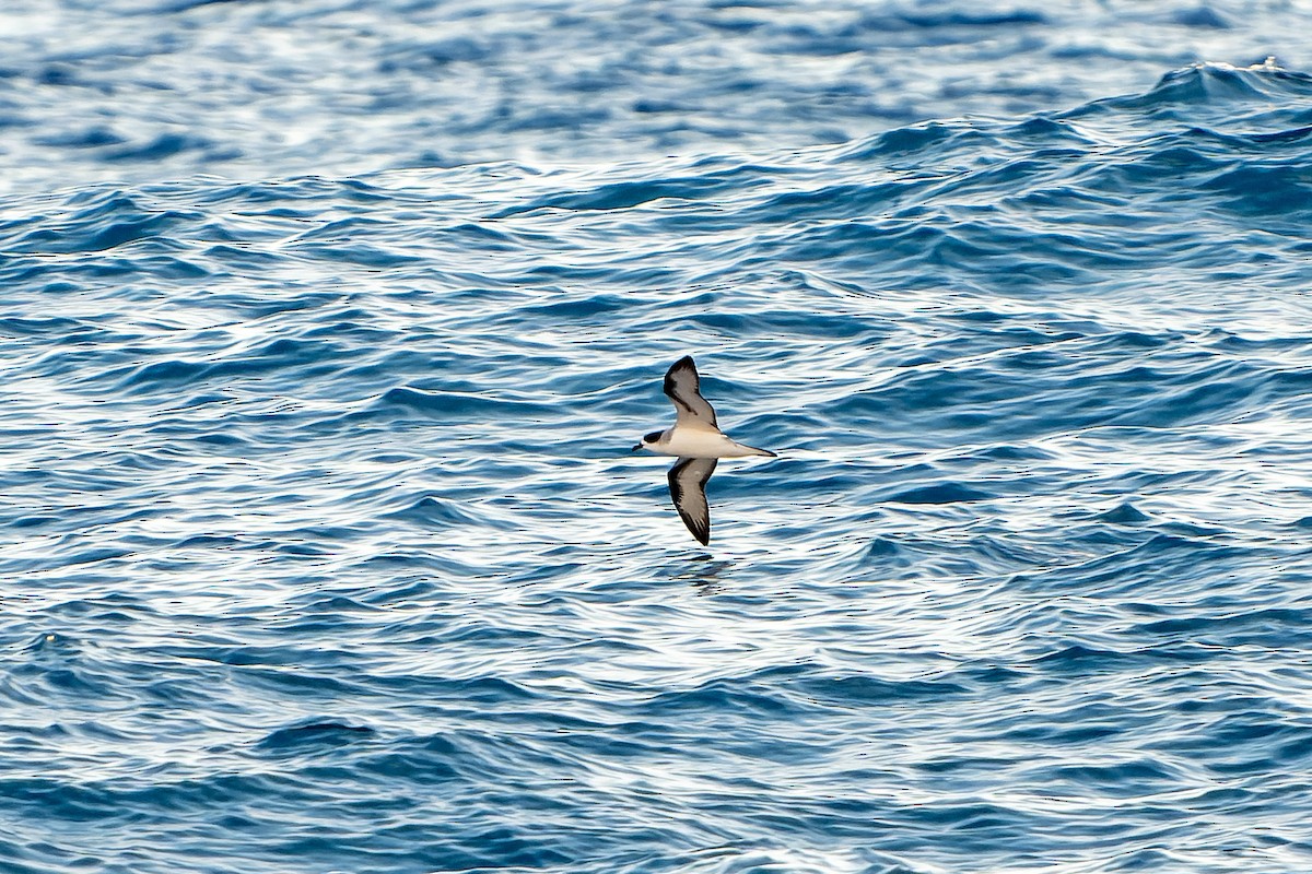 Barau's Petrel - ML647179787