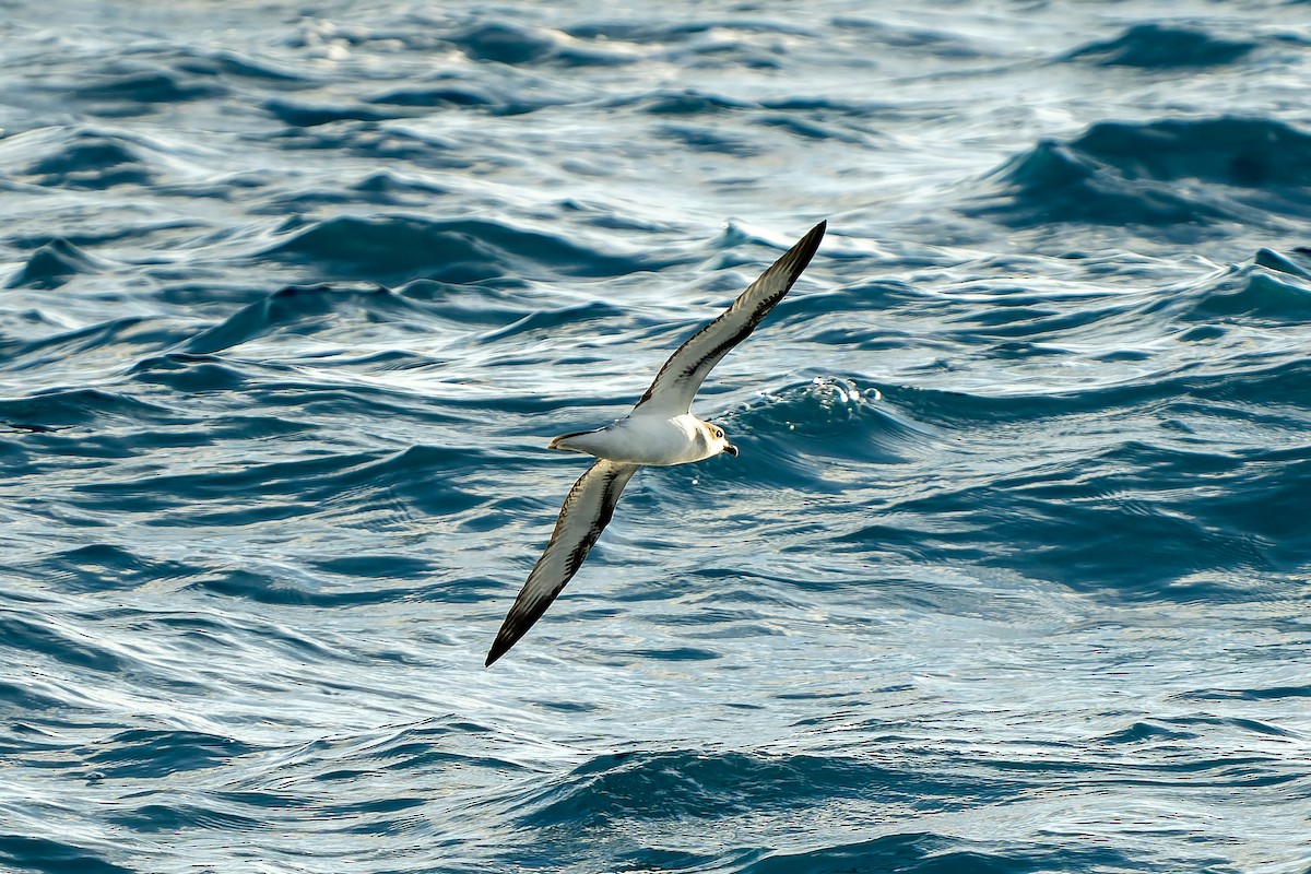 Barau's Petrel - ML647179788