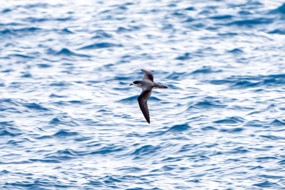 Barau's Petrel - ML647179789