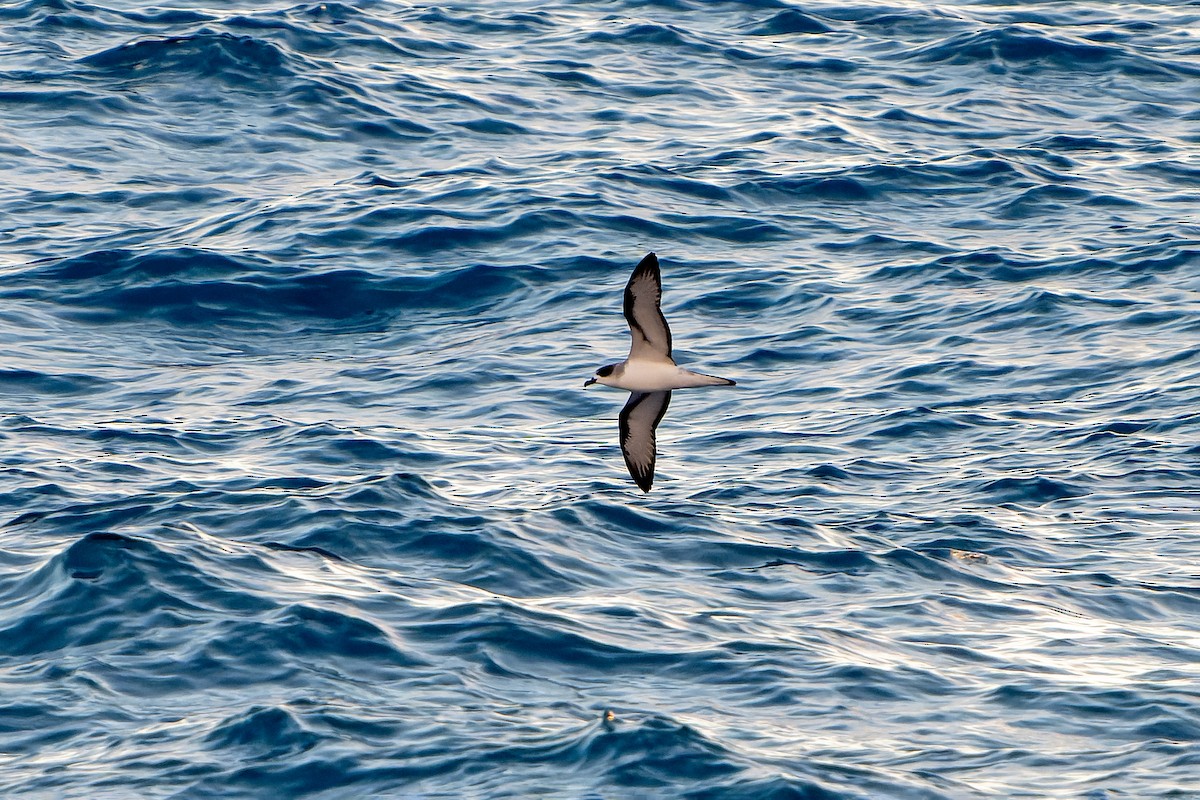 Barau's Petrel - ML647179790