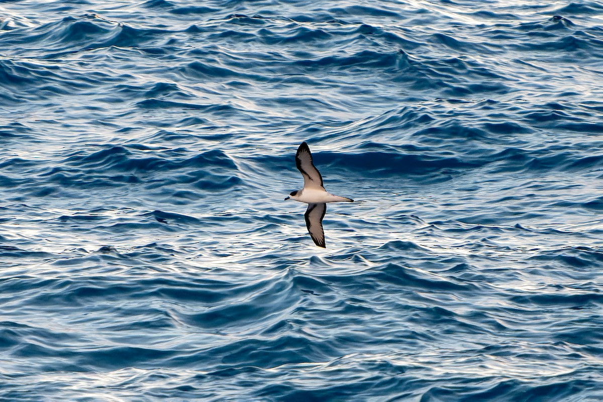 Barau's Petrel - ML647179791