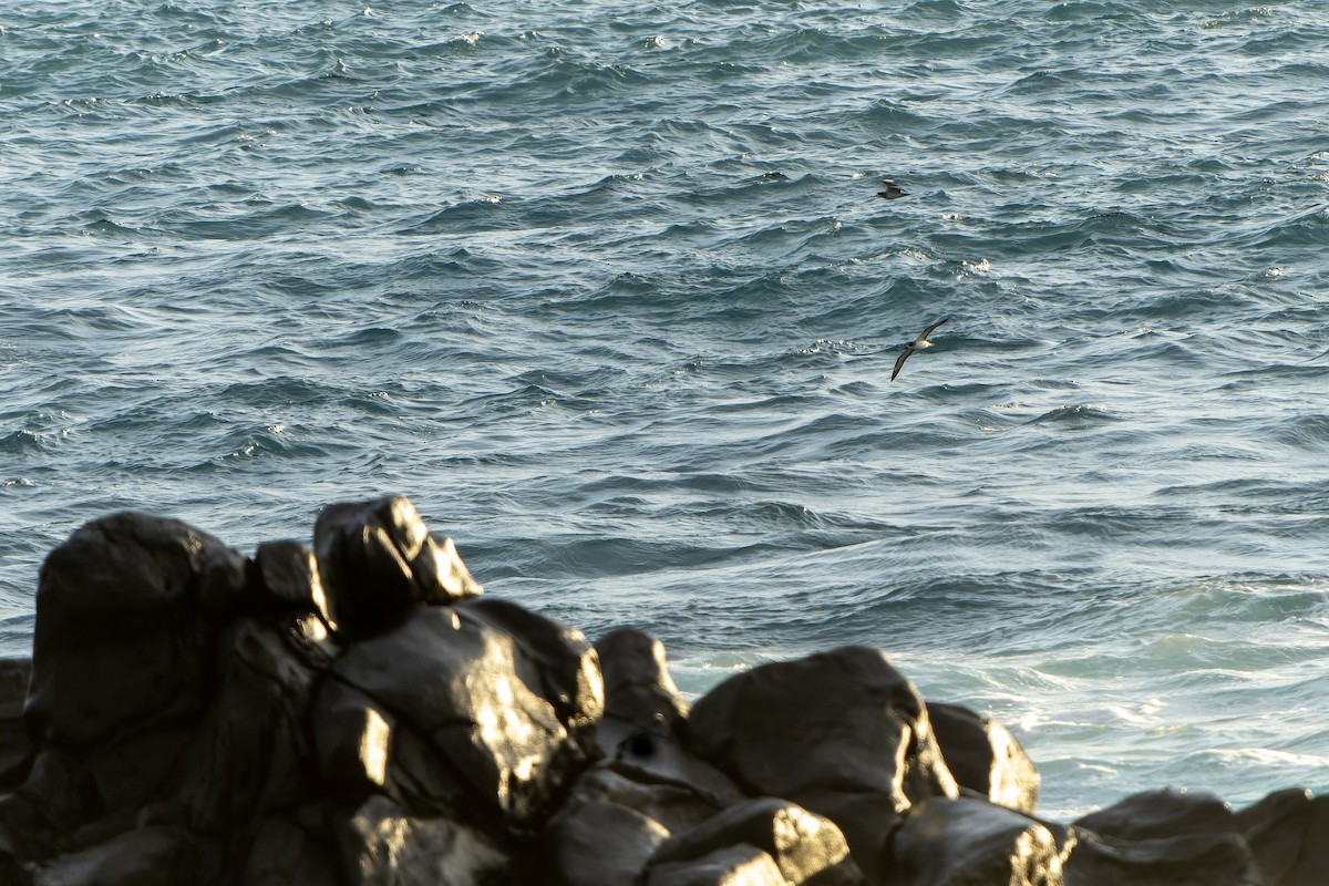 Barau's Petrel - ML647179793