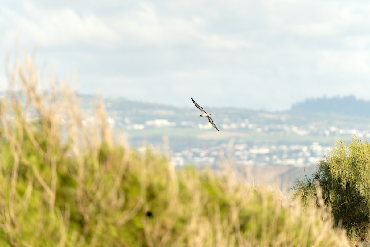 Barau's Petrel - ML647179794
