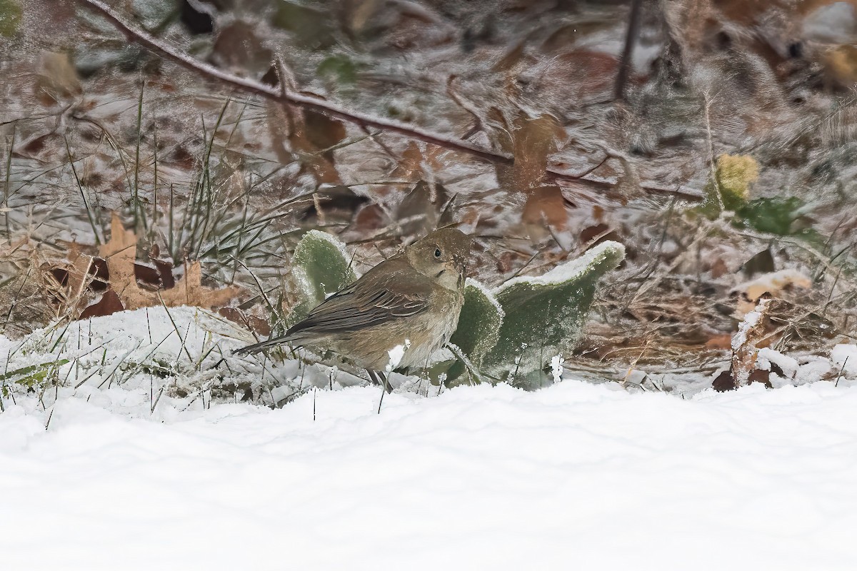 Indigo Bunting - ML647179795