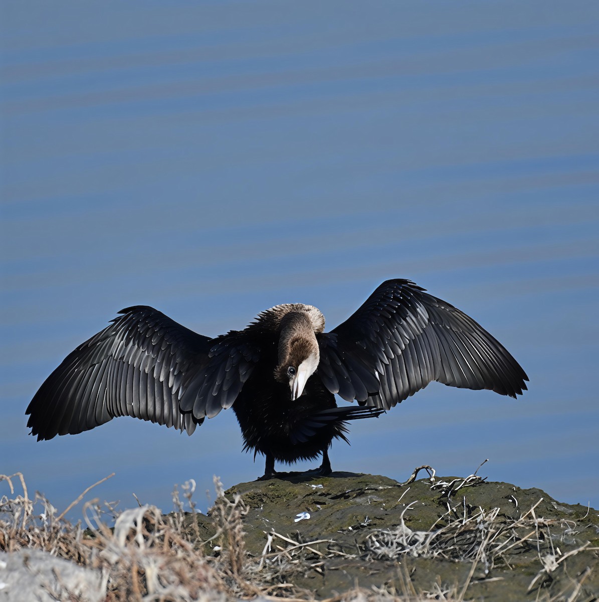 Ubarroi txikia - ML647179805