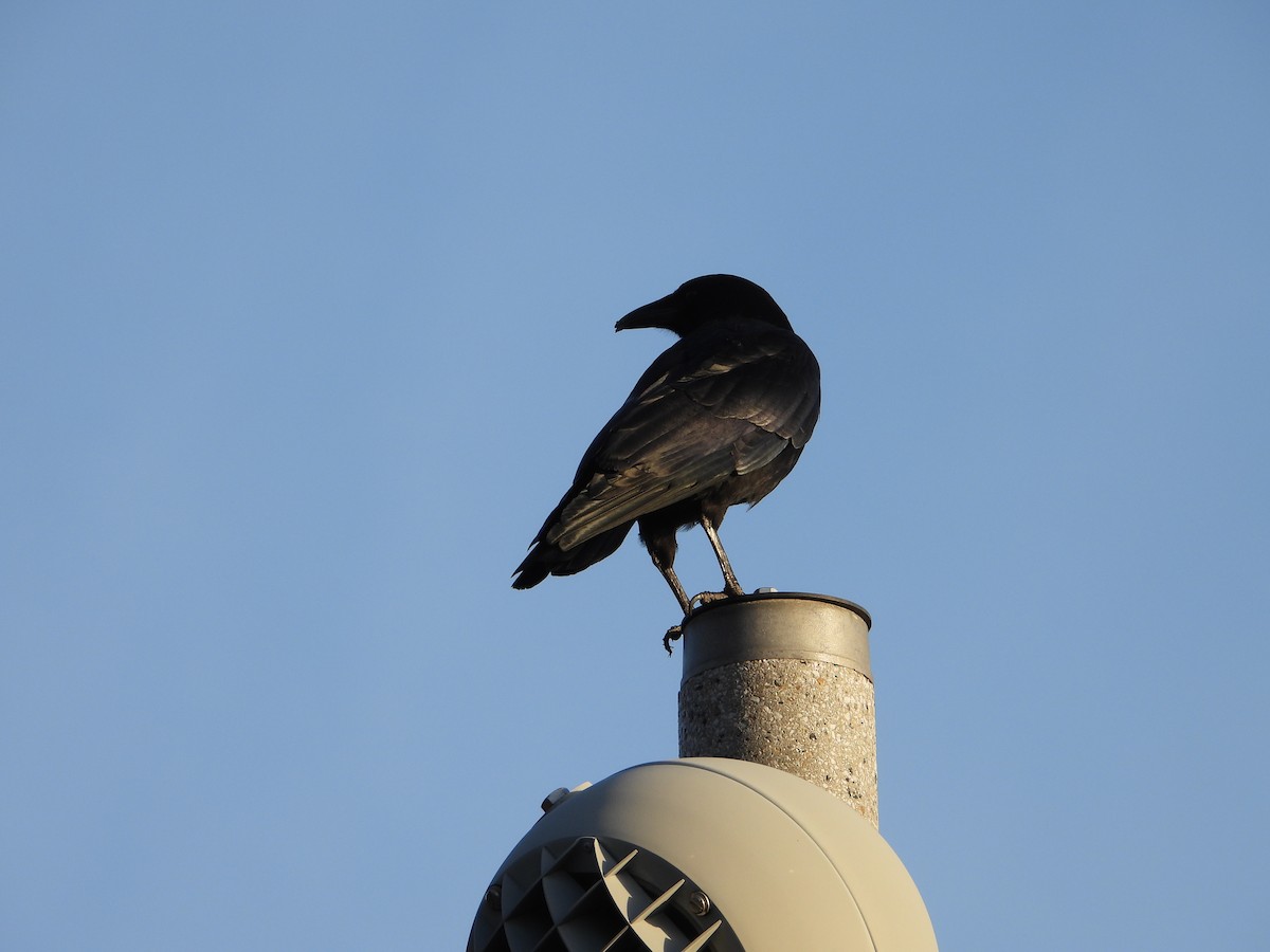 American Crow - ML647179808