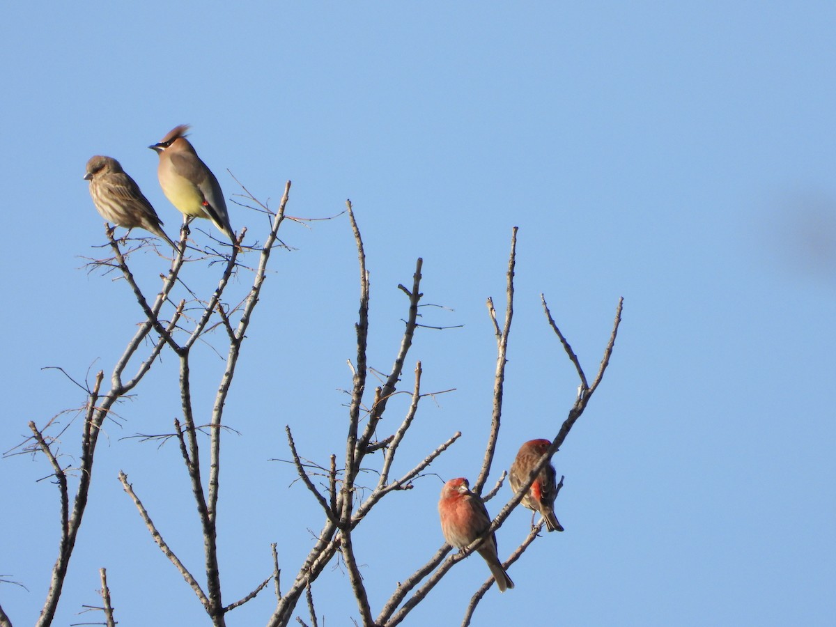 Cedar Waxwing - ML647179812