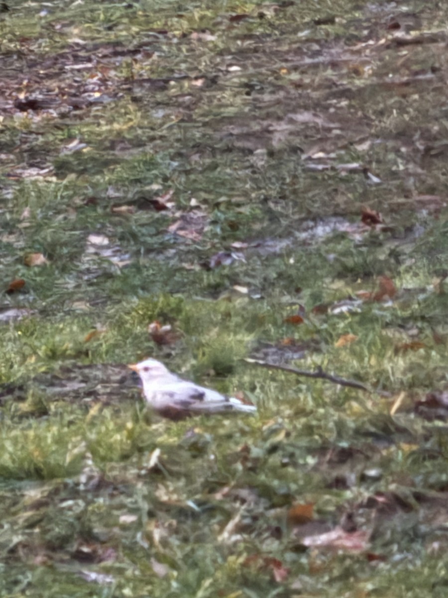 American Robin - ML647179813