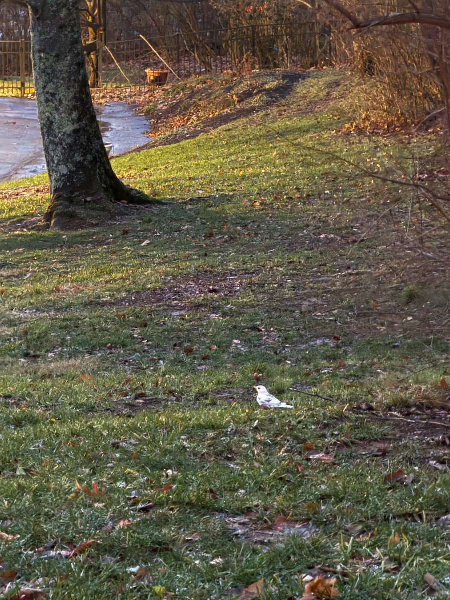 American Robin - ML647179814