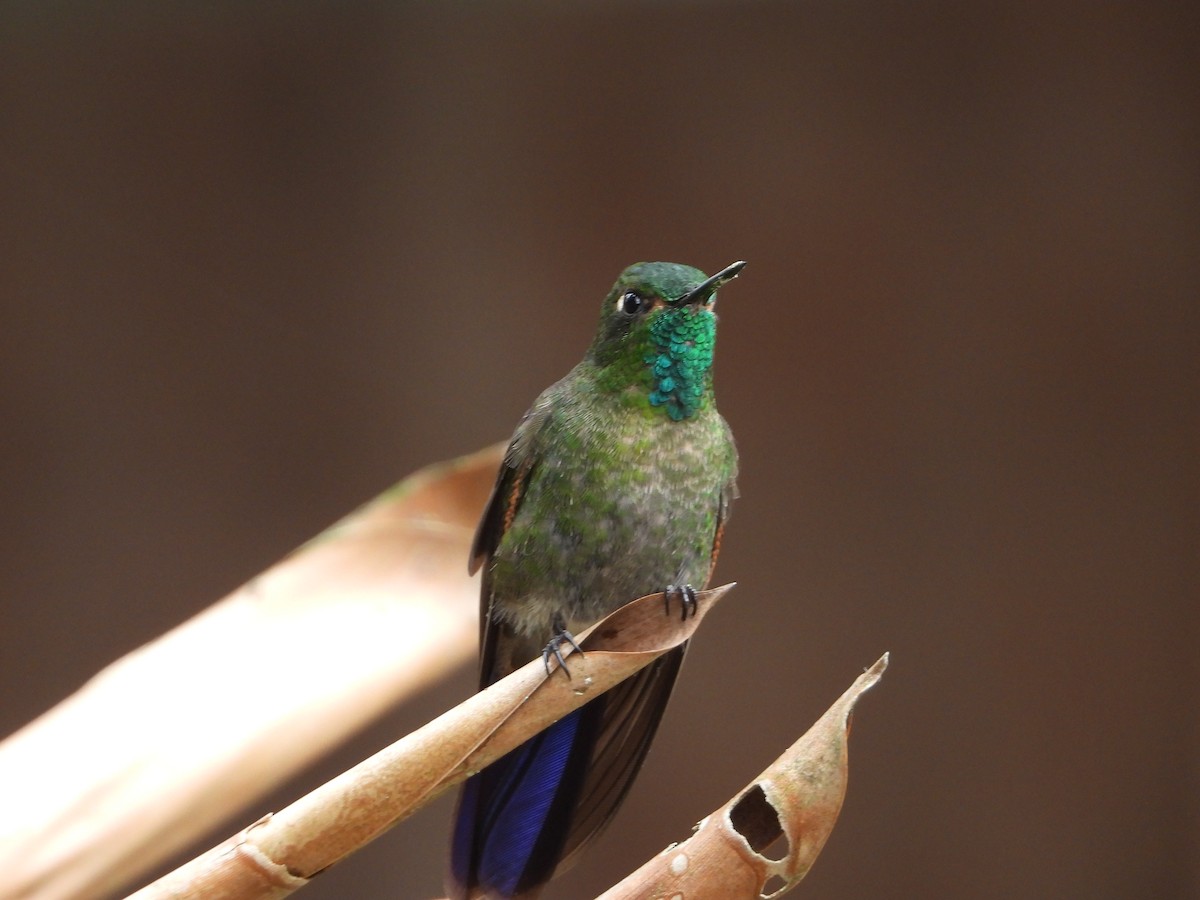 Tyrian Metaltail - ML647179815