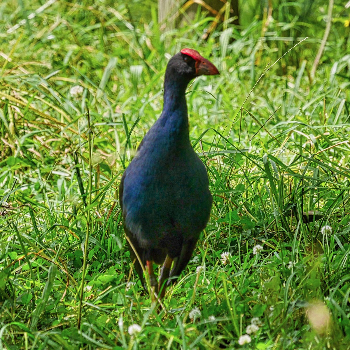 Султанка австралійська - ML647179819