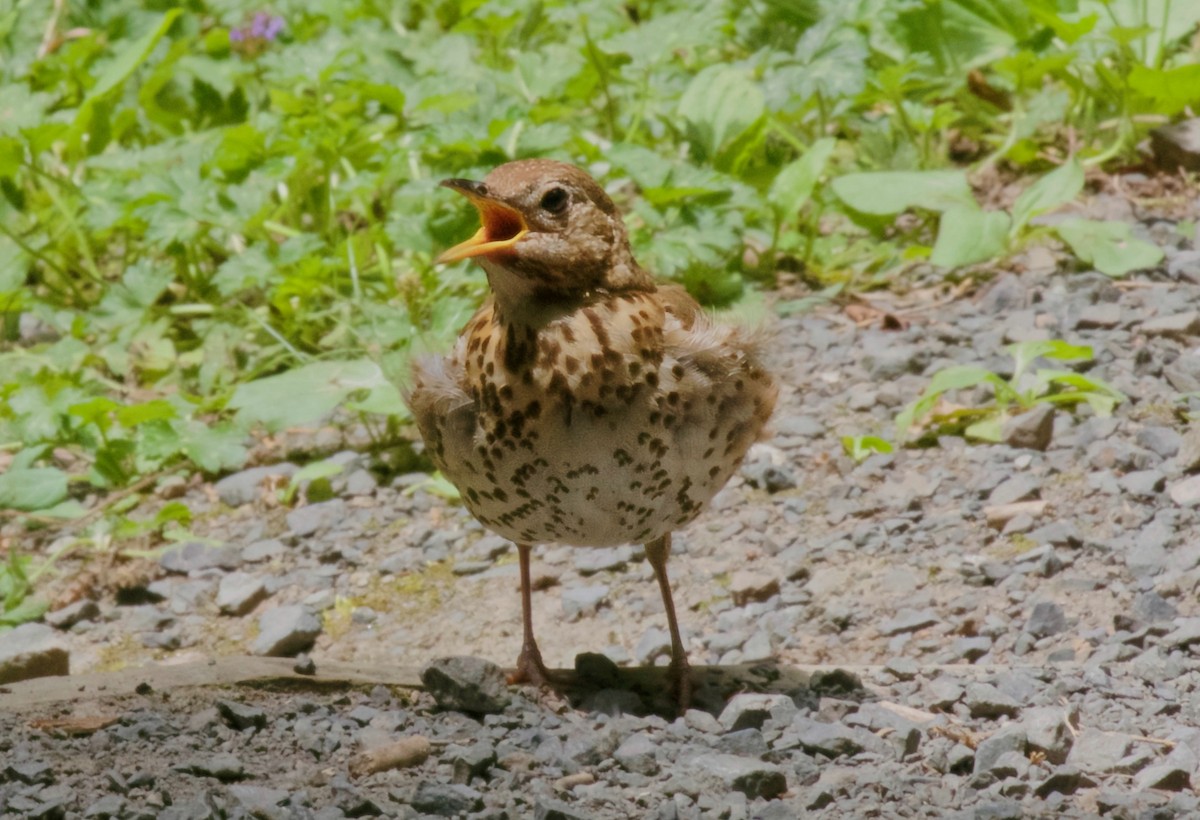 Дрізд співочий - ML647179835