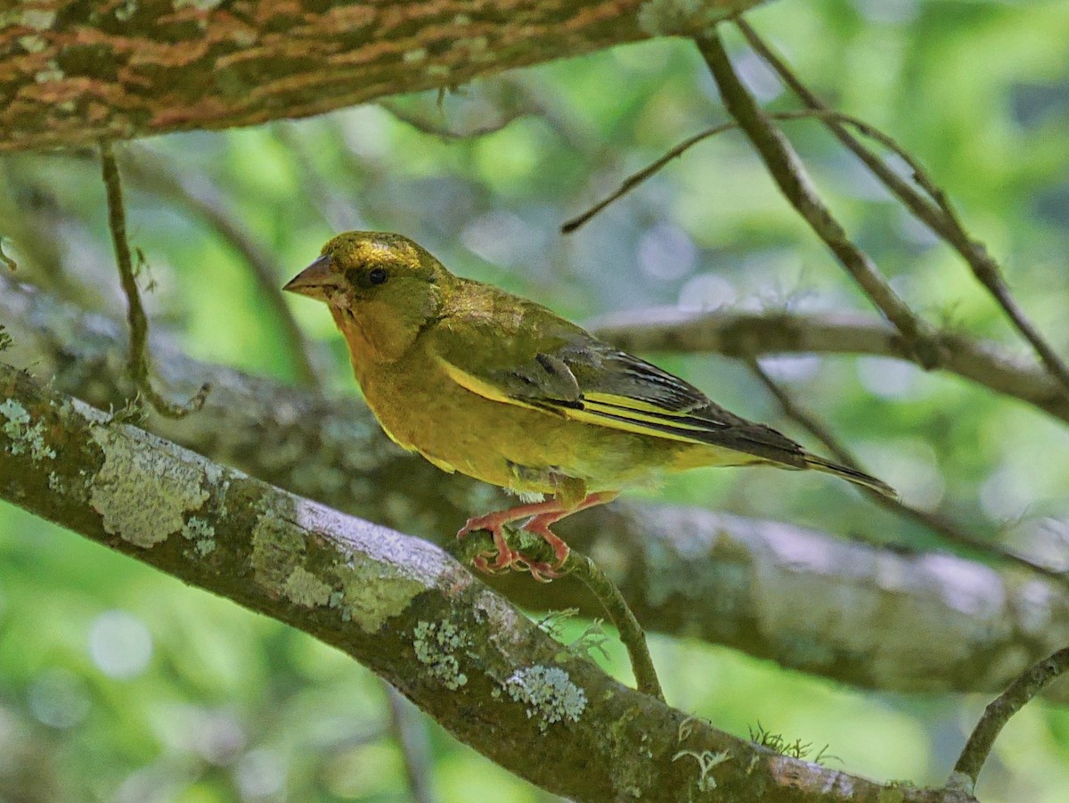 Зеленяк звичайний - ML647179841