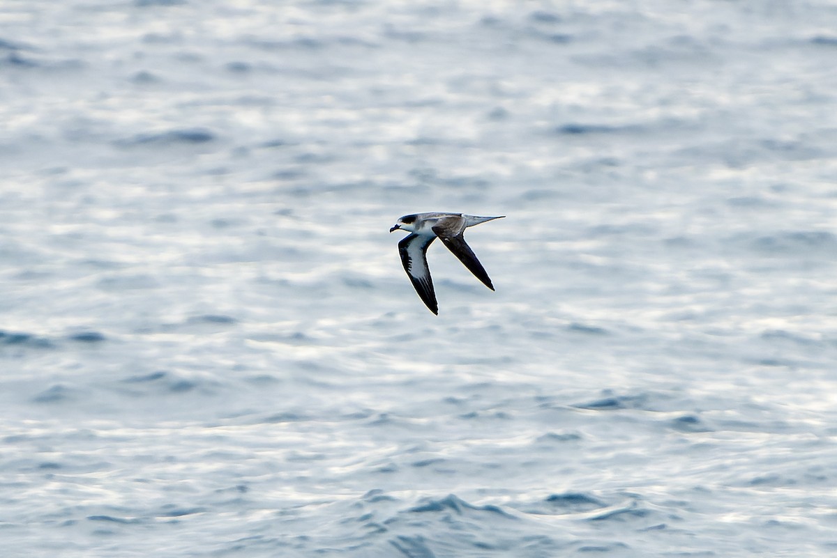 Barau's Petrel - ML647179844