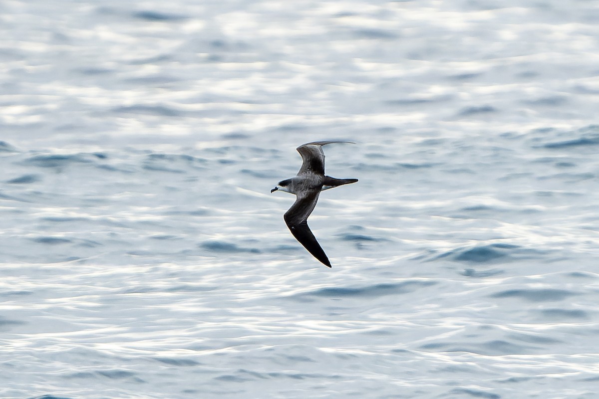 Barau's Petrel - ML647179845