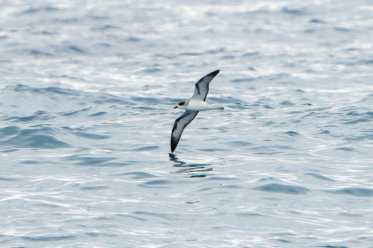 Barau's Petrel - ML647179846