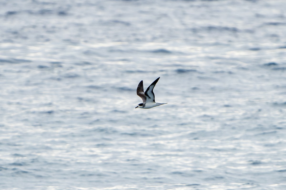 Barau's Petrel - ML647179847