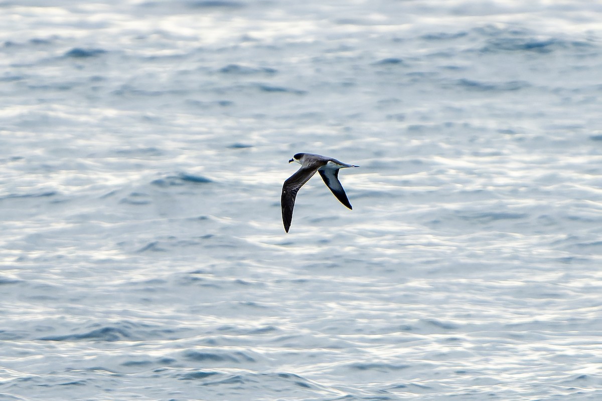 Barau's Petrel - ML647179849