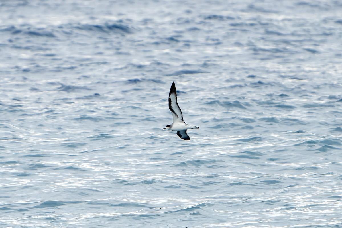 Barau's Petrel - ML647179850
