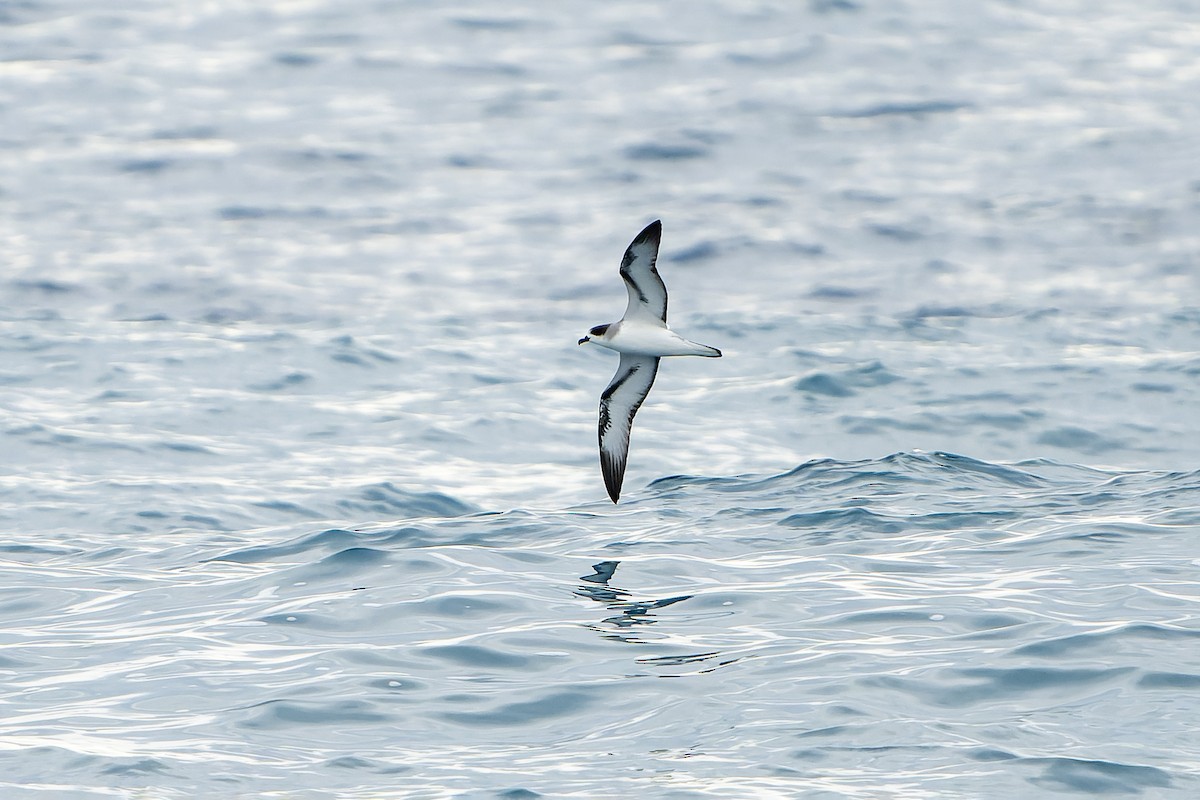 Barau's Petrel - ML647179851