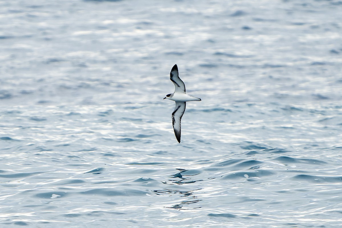 Barau's Petrel - ML647179852
