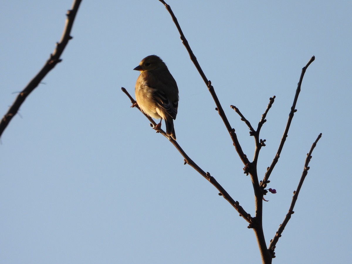 American Goldfinch - ML647179853