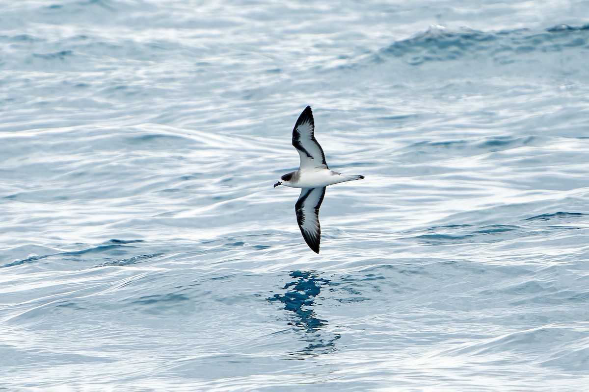 Barau's Petrel - ML647179854