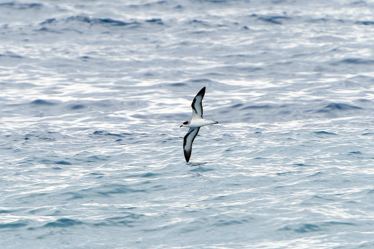 Barau's Petrel - ML647179855