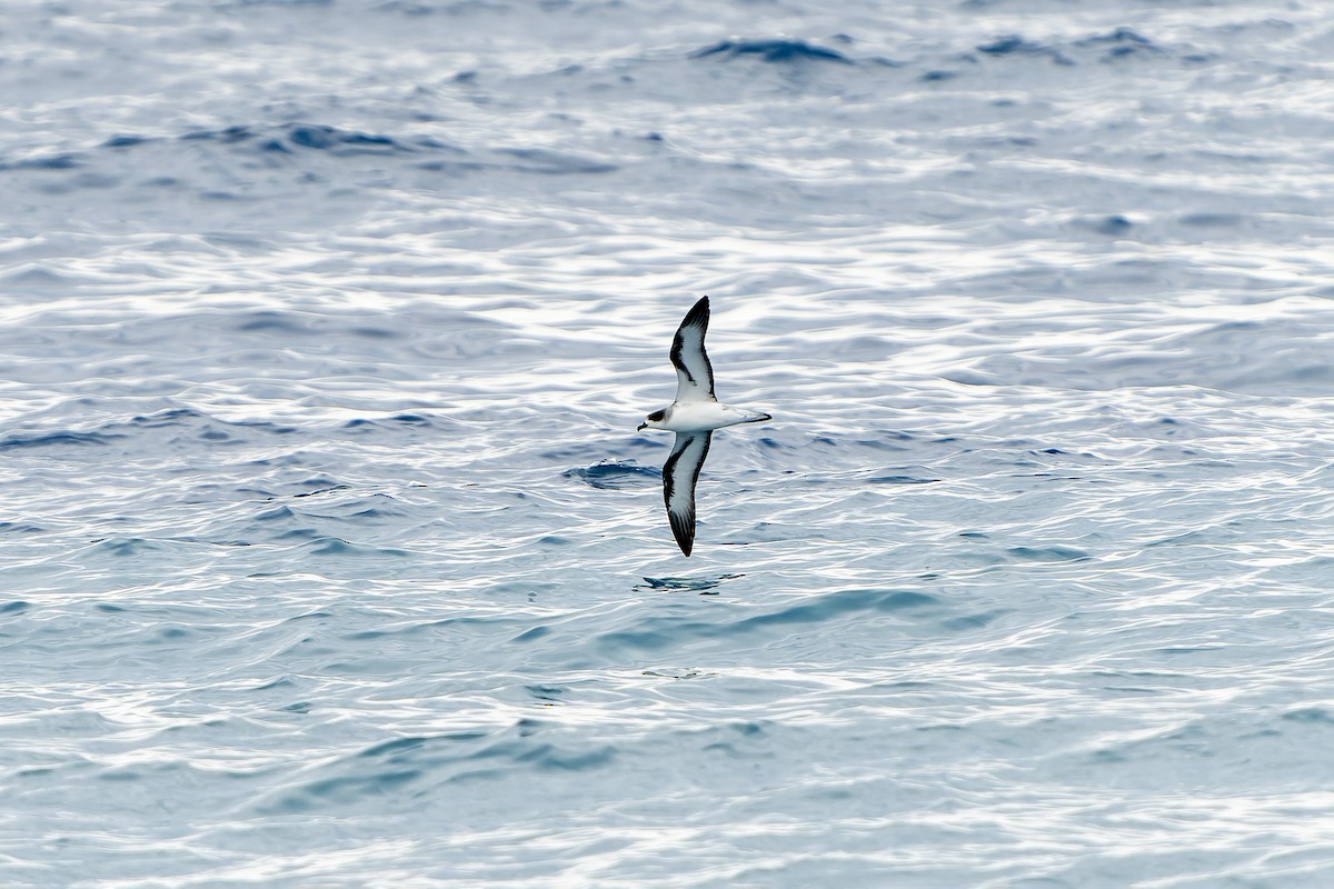 Barau's Petrel - ML647179857