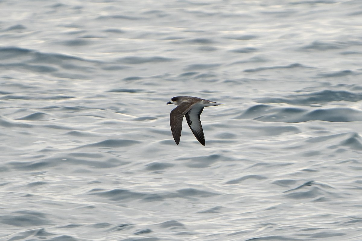 Barau's Petrel - ML647179877