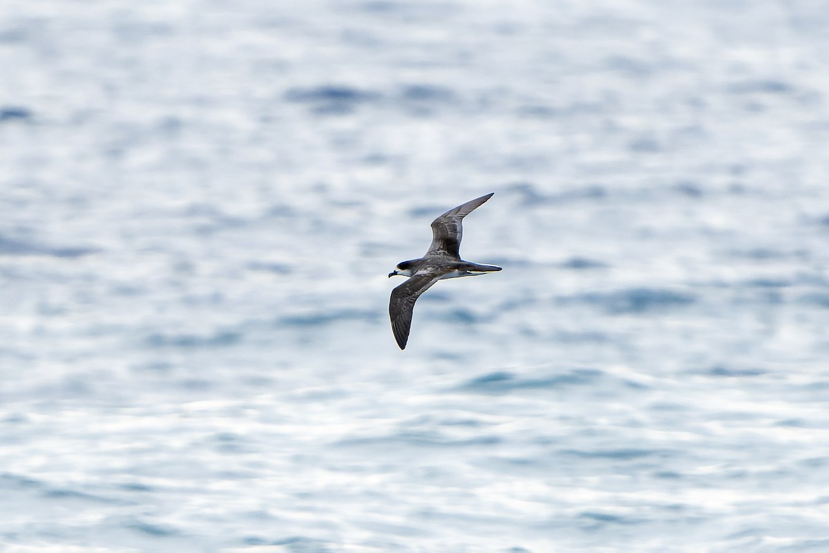 Barau's Petrel - ML647179878