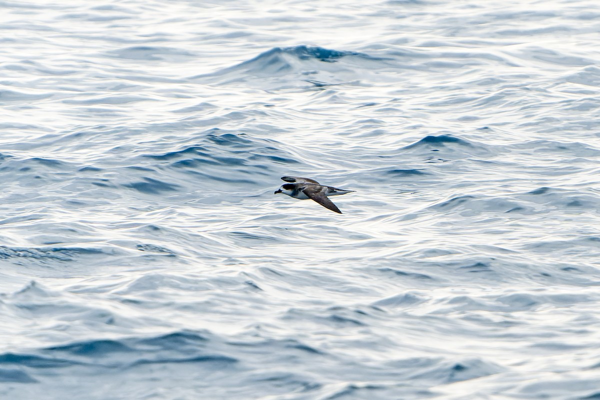 Barau's Petrel - ML647179879