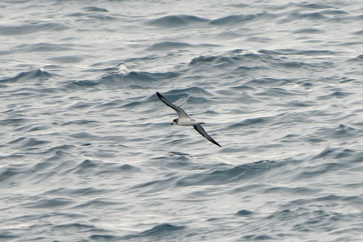Barau's Petrel - ML647179880
