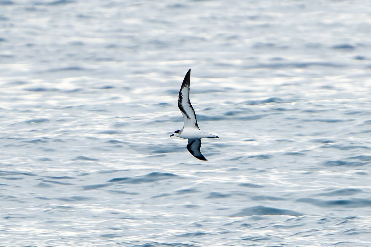 Barau's Petrel - ML647179881