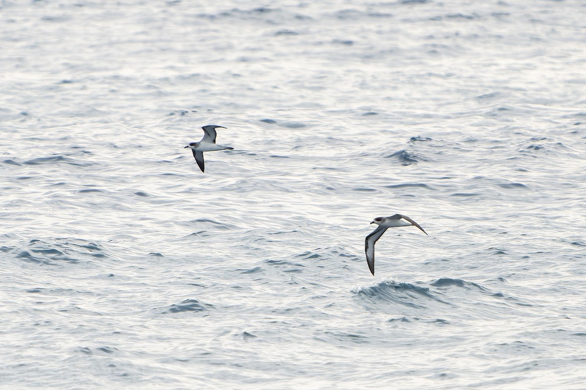 Barau's Petrel - ML647179882