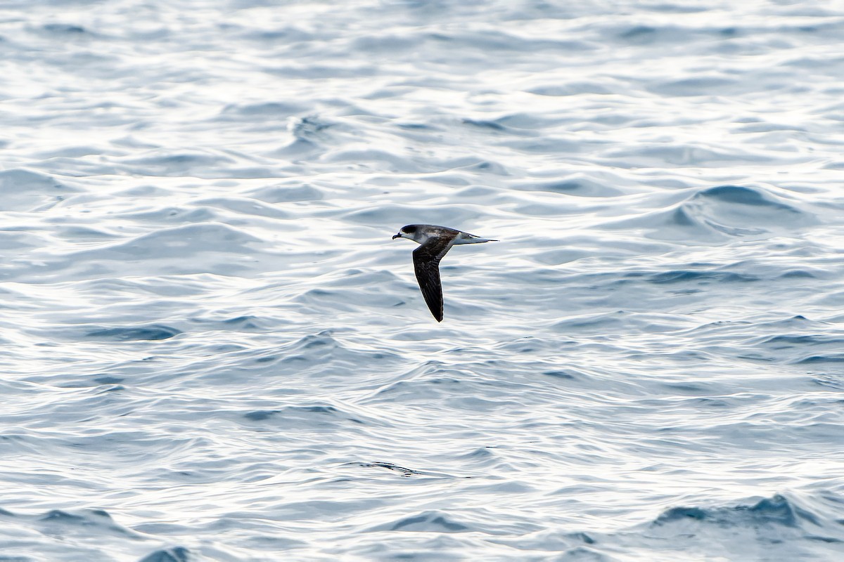 Barau's Petrel - ML647179884
