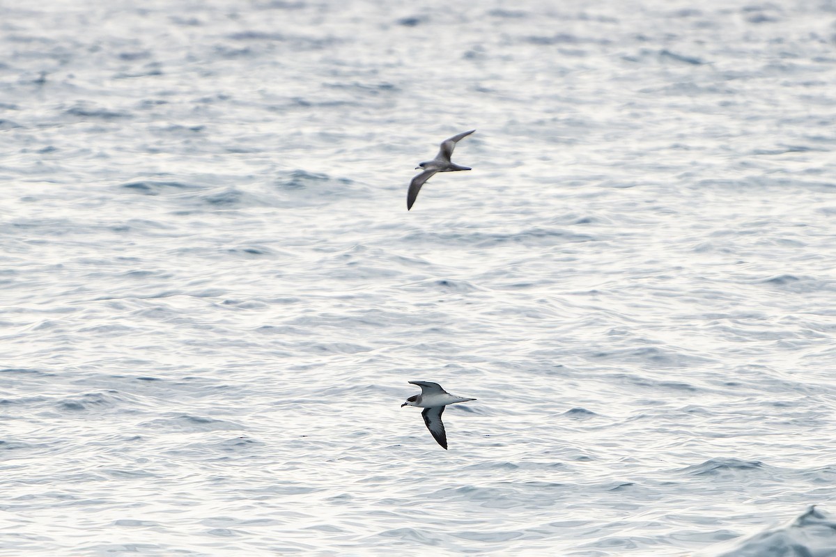 Barau's Petrel - ML647179885