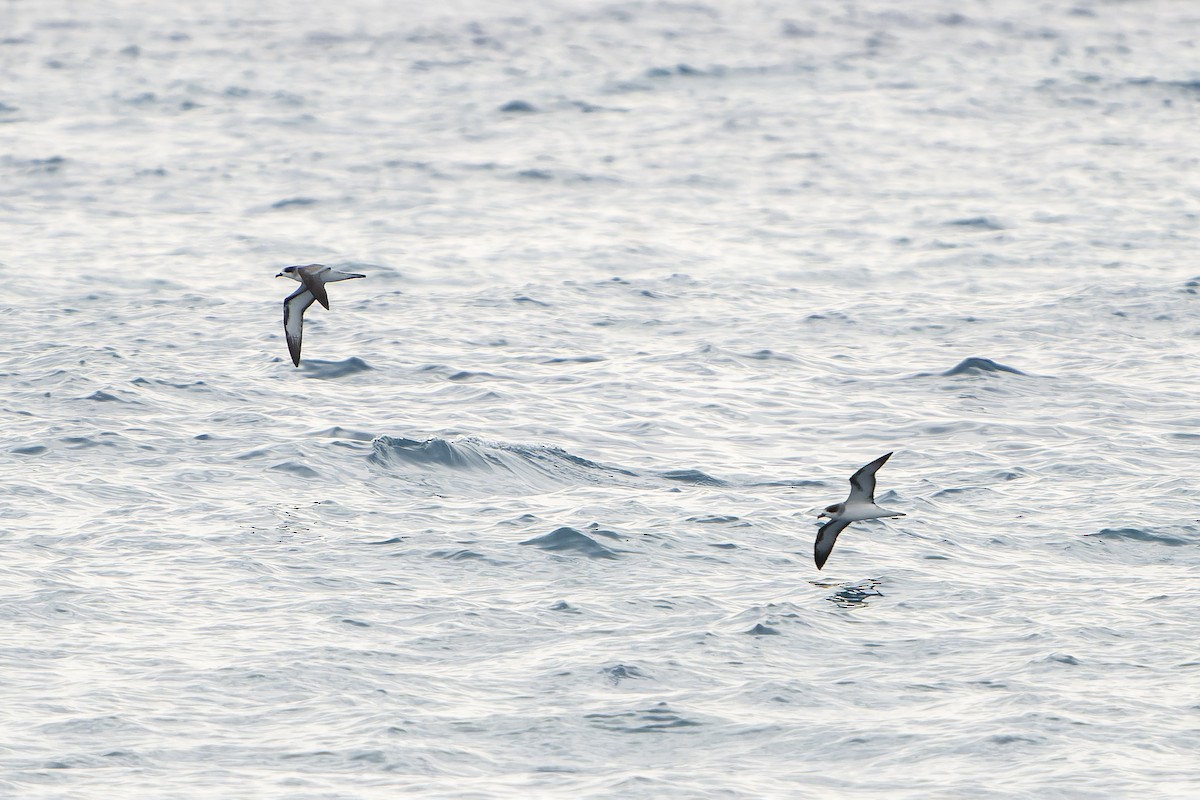 Barau's Petrel - ML647179886