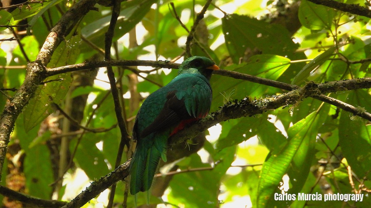 White-tipped Quetzal - ML647179887