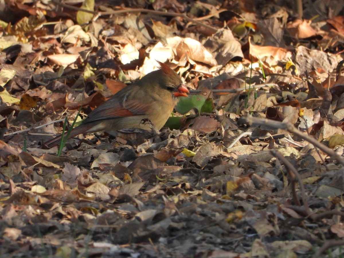 Northern Cardinal - ML647179890