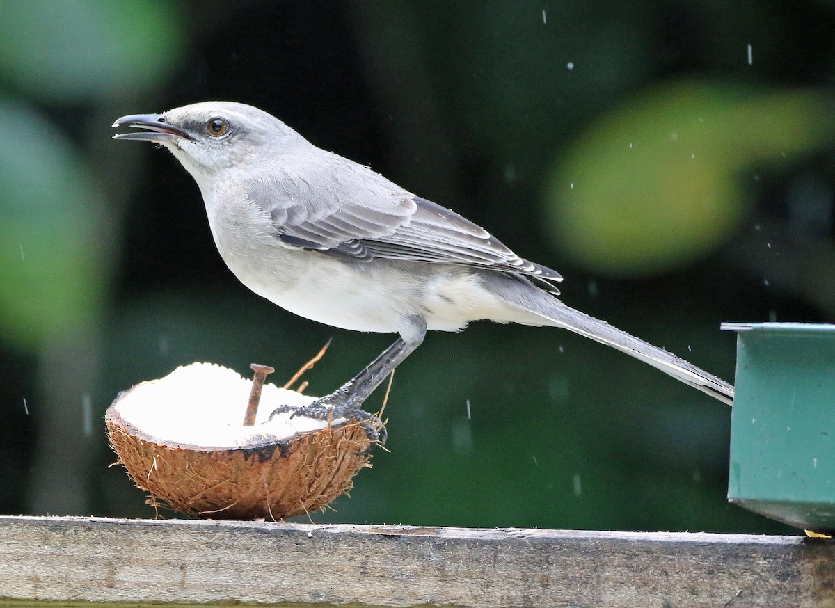 Tropikal Taklitçi - ML647179891