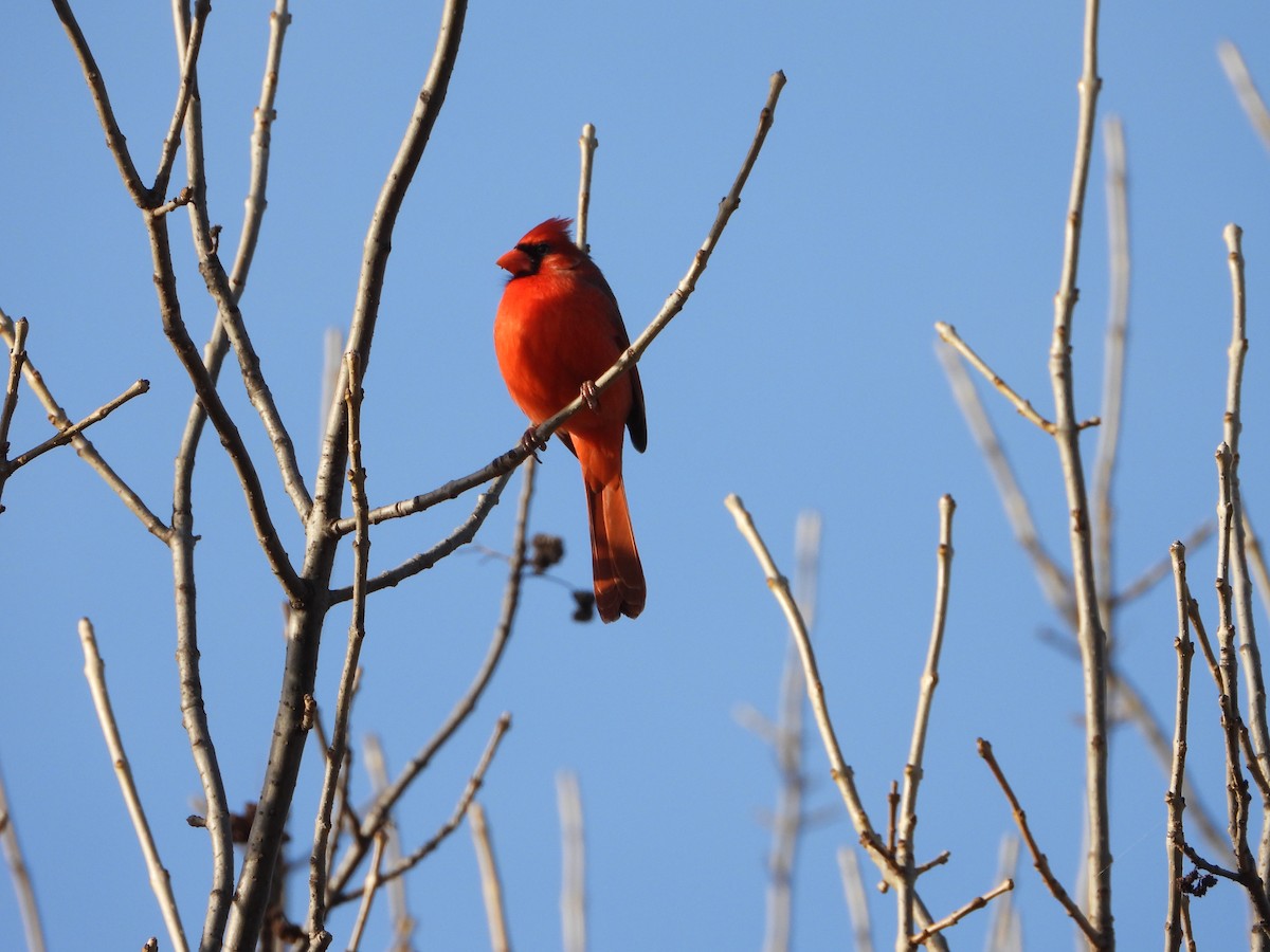 Northern Cardinal - ML647179898