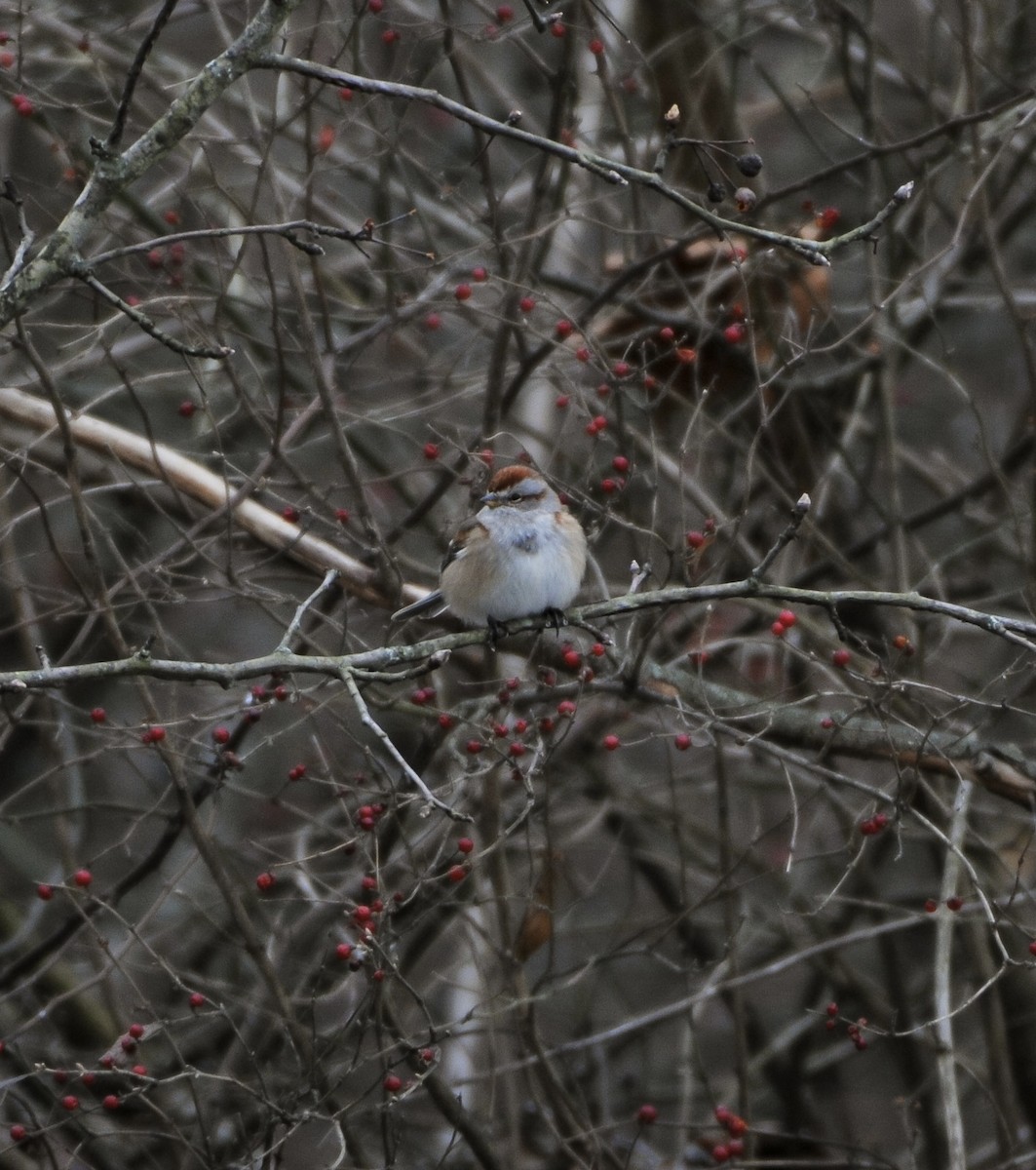 ムナフヒメドリ - ML647179899