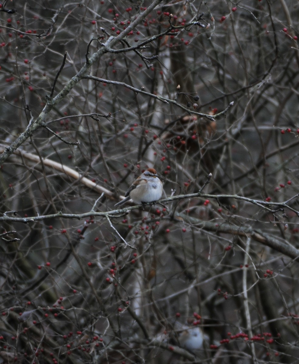 ムナフヒメドリ - ML647179900