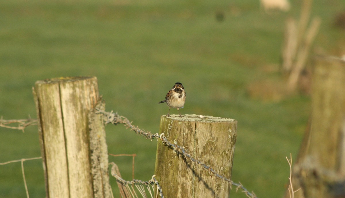 Reed Bunting - ML647179901