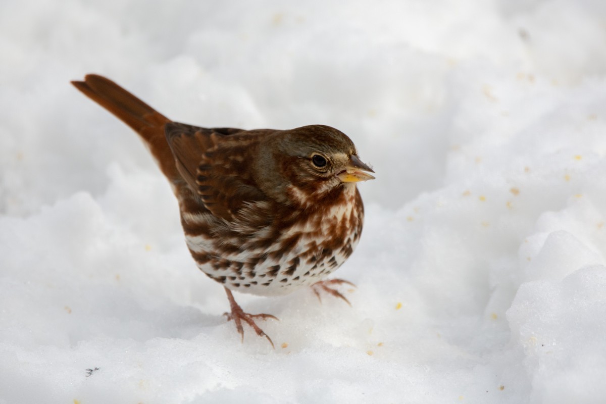 Tilki Renkli Serçe - ML647179902