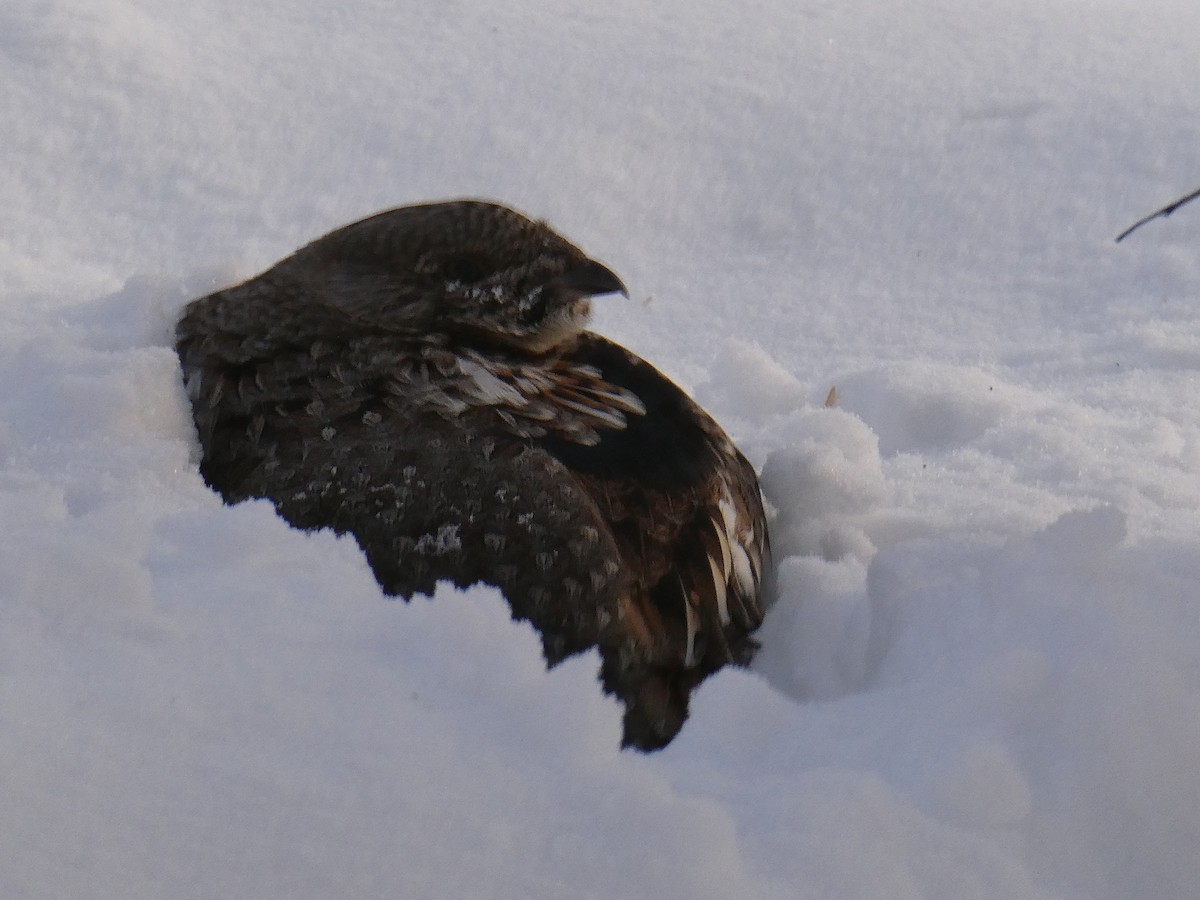 Ruffed Grouse - ML647179914