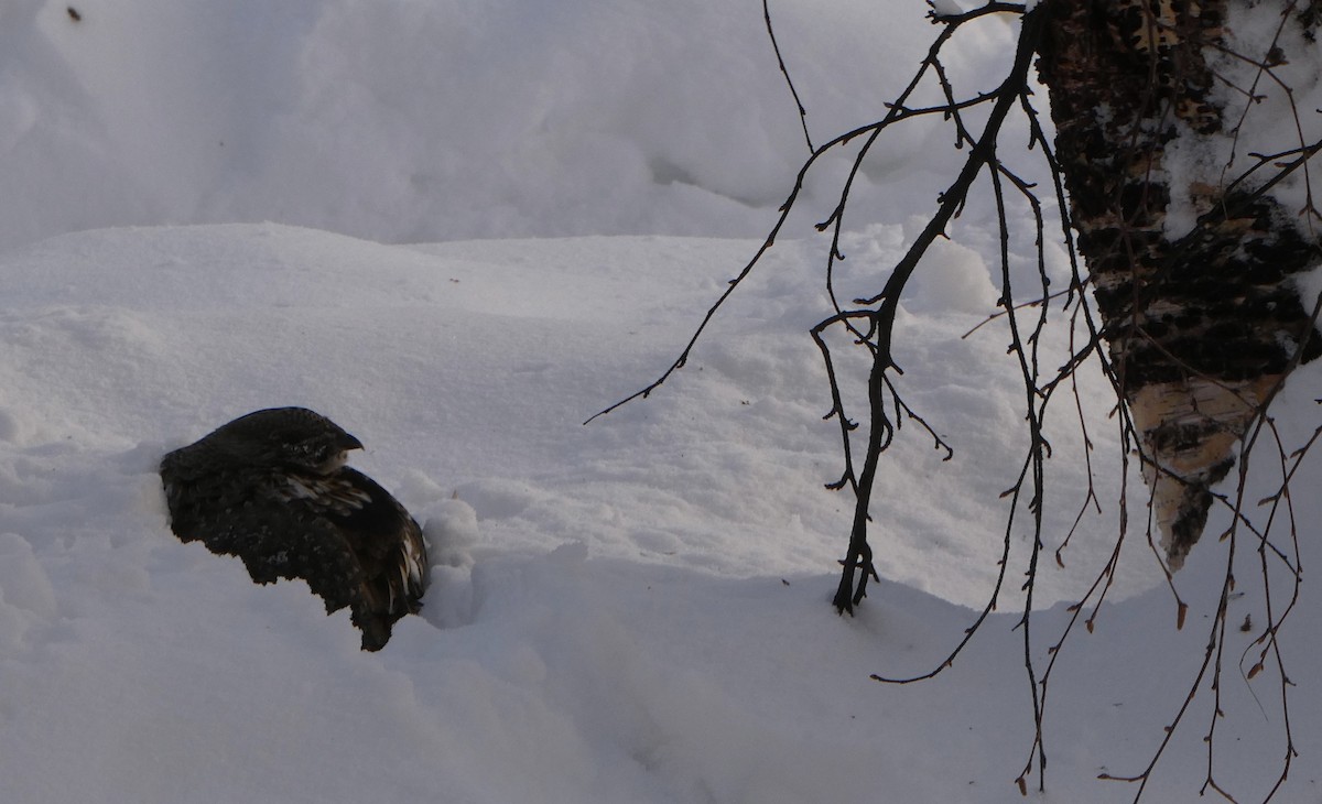 Ruffed Grouse - ML647179915